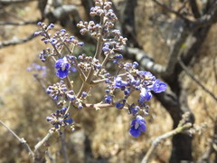 Vitex pyramidata