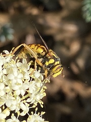 Spilomyia alcimus
