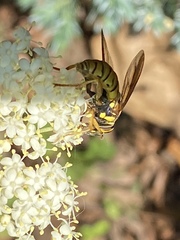 Spilomyia alcimus