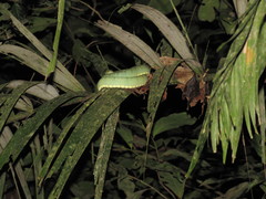 Bothrops bilineatus