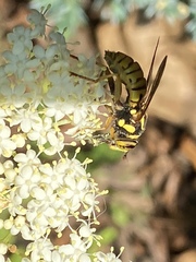 Spilomyia alcimus