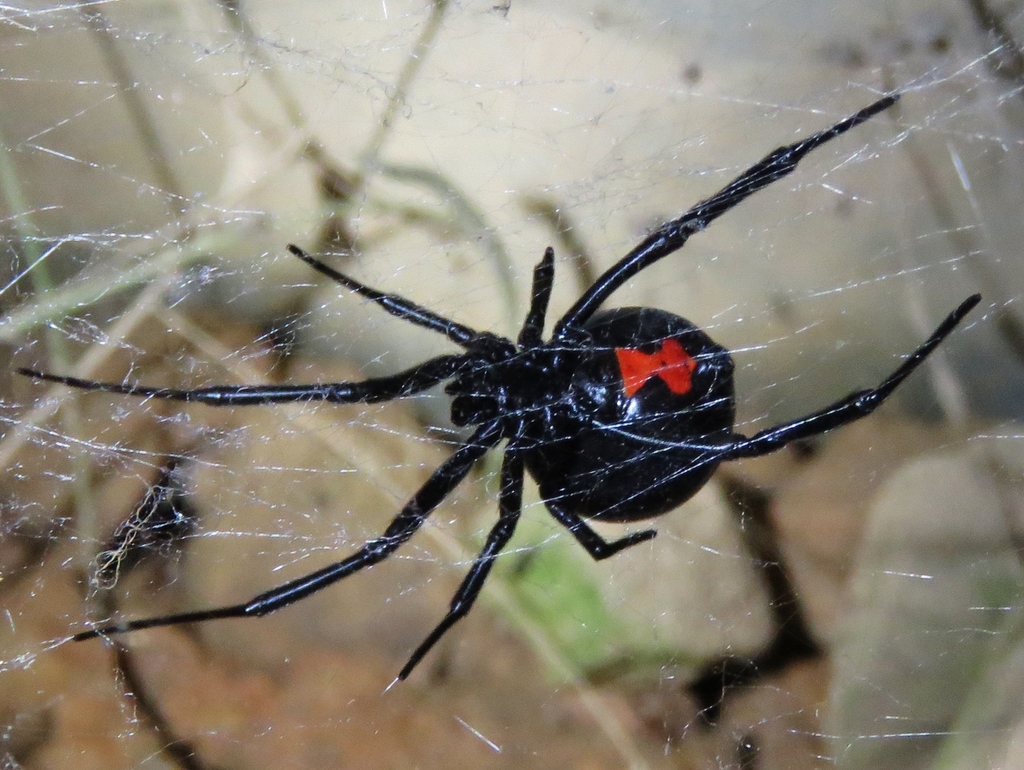 Southern Black Widow from Pat Mayse WMA, Texas on May 12, 2017 at 08:48 ...