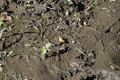 Atalopedes campestris