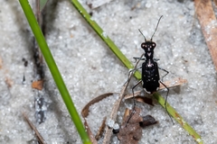 Cicindela scabrosa