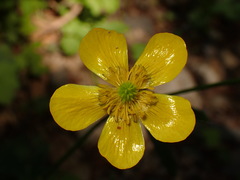 Ranunculus japonicus