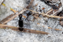 Cicindela scabrosa
