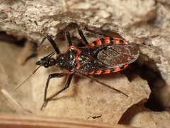 Rhynocoris leucospilus