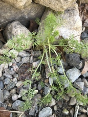 Scandix pecten-veneris