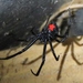 Latrodectus mactans - Photo (c) Annika Lindqvist，保留部份權利CC BY