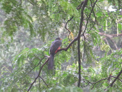 Trogon