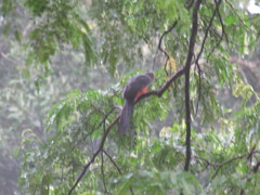 Trogon