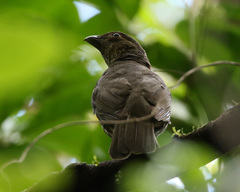 Scenopoeetes dentirostris