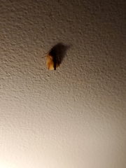 Tortricidia testacea