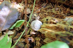 Gastropoda