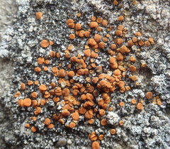 Polycauliona luteominia