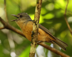 Colluricincla boweri