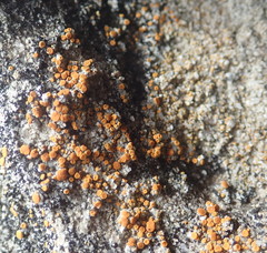 Polycauliona luteominia