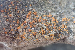 Polycauliona luteominia