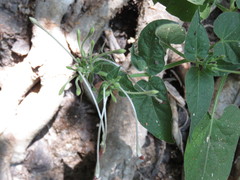 Mirabilis longiflora