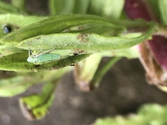 Graphocephala cythura