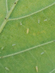 Protalebra nexa