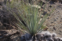 Dasylirion acrotrichum
