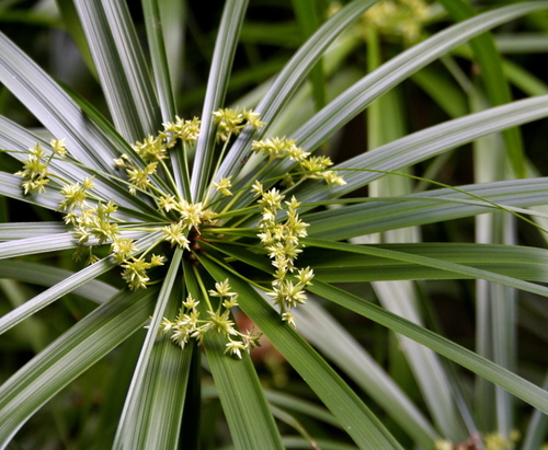 Cyperus alternifolius