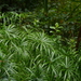 Cyperus alternifolius - Photo (c) Dinesh Valke, μερικά δικαιώματα διατηρούνται (CC BY-SA)