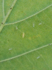 Protalebra nexa