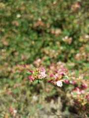 Acmispon cytisoides