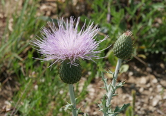 Cirsium texanum