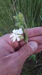 Silene latifolia
