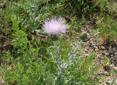 Cirsium texanum