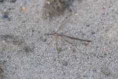 Tipula kamchatkensis