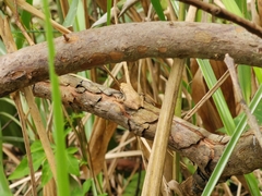 Anura