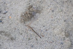 Tipula kamchatkensis