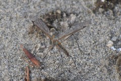 Tipula kamchatkensis