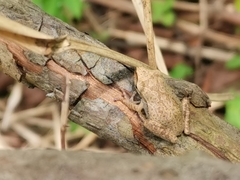Anura
