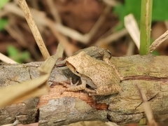 Anura
