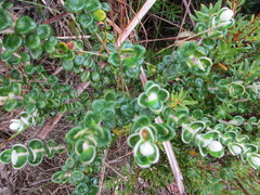 Pimelea nivea