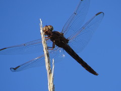 Orthemis nodiplaga