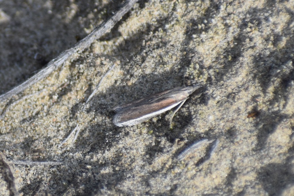 Pima fosterella