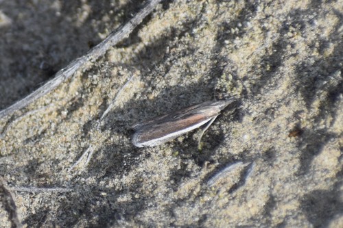 Pima fosterella