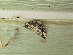 Xanthorhoe defensaria