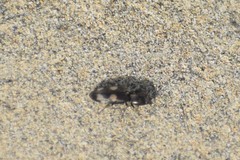 Paracardiophorus