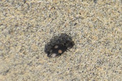 Paracardiophorus