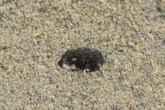 Paracardiophorus