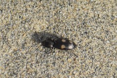 Paracardiophorus