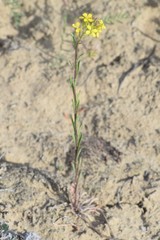 Erysimum coarctatum