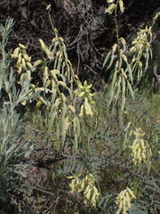 Astragalus collinus